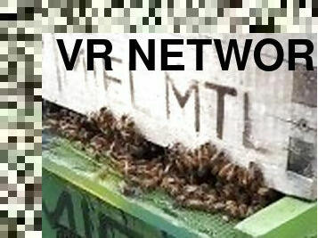 vr network bees